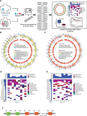 Filamin A Is a Potential Driver of Breast Cancer Metastasis via Regulation of MMP-1